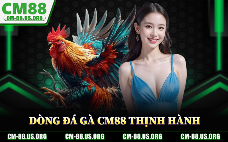 Đá Gà CM88 – Cá Cược Đá Gà Minh Bạch Tỷ Lệ Thưởng Cao 2 Những Dòng Đá Gà CM88 Thịnh Hành